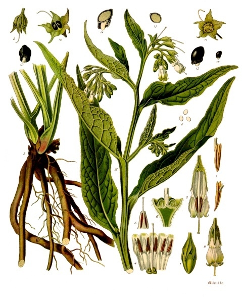 http://wildekraeuterey.de/images/Symphytum_officinale_-_Khlers_Medizinal-Pflanzen-268.jpg